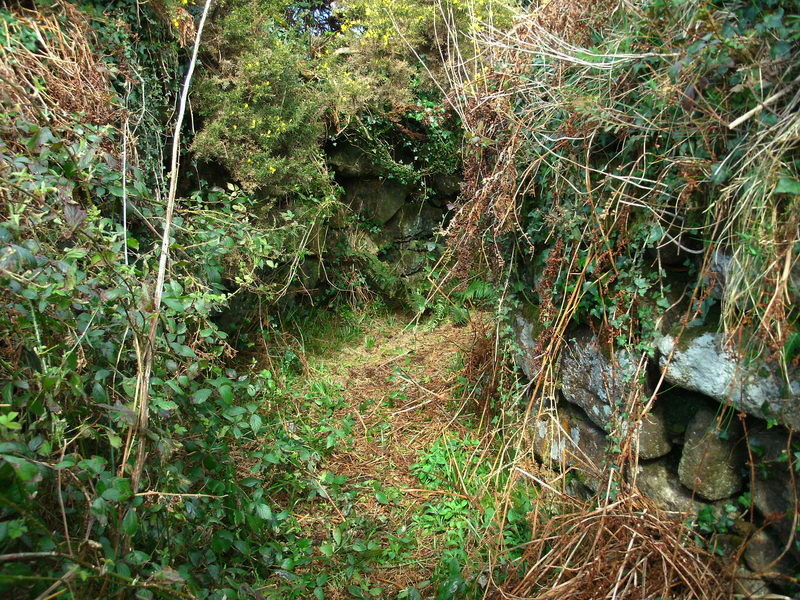 The curving overgrown passage of Porthmeor Fogou.