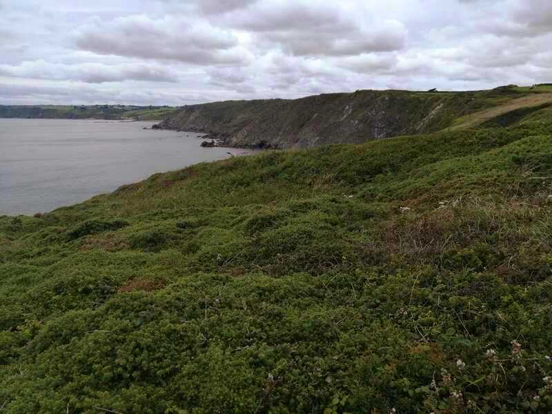 The overgrown bank and ditch at Carrick Luz (Lankidden) looking West along Eastern Cliff
