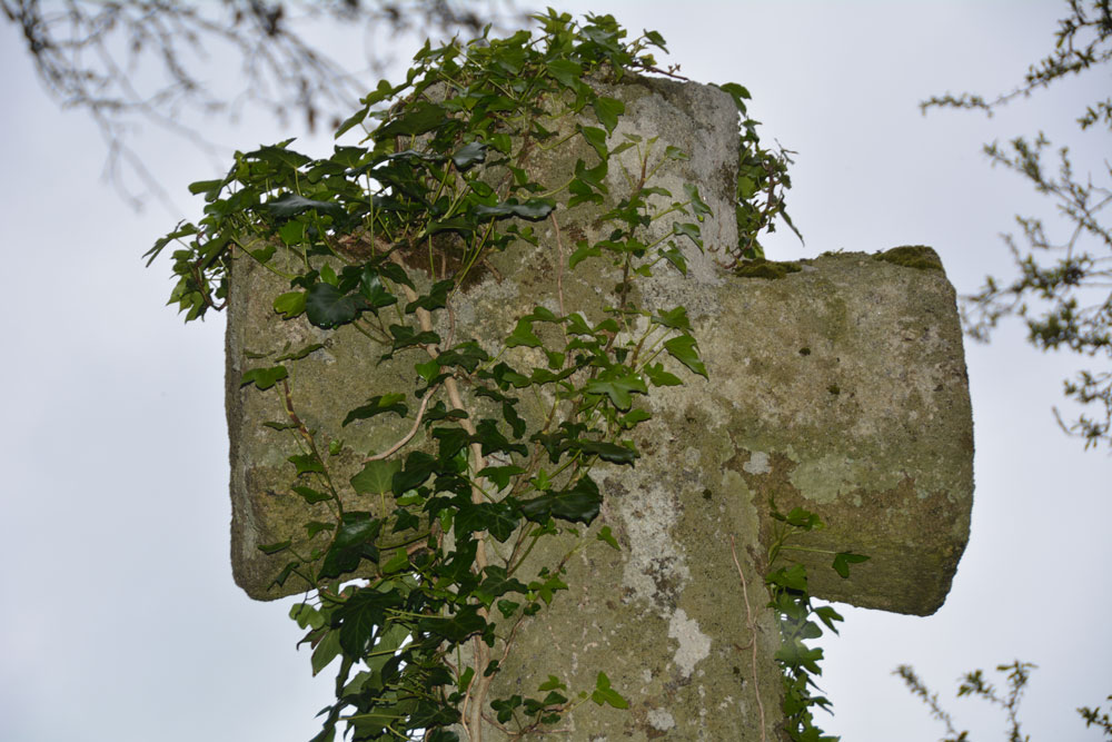 A close up of the 'front' (nearest the road) of this cross head. Historic England tells us a small section has broken away from its northern end, although with all the ivy covering the cross head, it was tricky to see any damage.