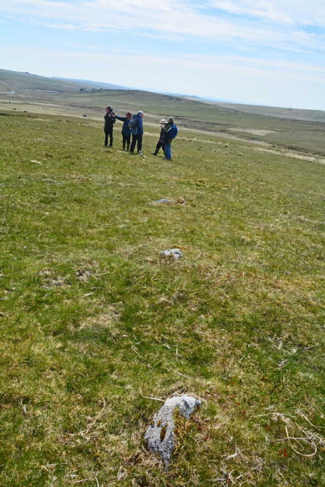 The rest of the group had a much keener eye for spotting stones in a line protruding from the grass which may have been part of this elusive stone row. I wandered up slope and stood on a large, low-lying, stony cairn, which may stand at the head of the Drizzlecombe W stone row.