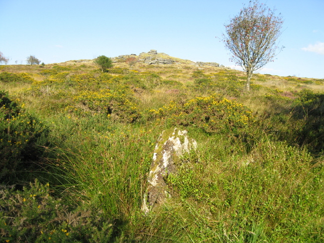 This is a possible candidate for the 'circle' at SW of Bellever Tor.  It's hard to tell, but this looked as if it was placed upright deliberately, and probably part of a cairn circle or hut circle.
10 Sept 09.