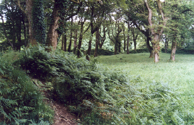 Inside Blackbury Camp, on the bank near the southern entrance, looking towards the dip in the western bank.
