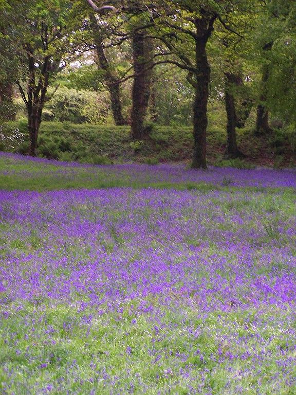 If you visit Blackbury Camp at just the right time of year it is covered in a sea of bluebells (earthwork ramparts in the background).