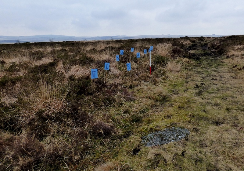 Looking north west along the row. The postions of the stones are marked by blue flags. The large slab in the foreground may have formed part of the row or is more likely to be natural (Scale 1m).