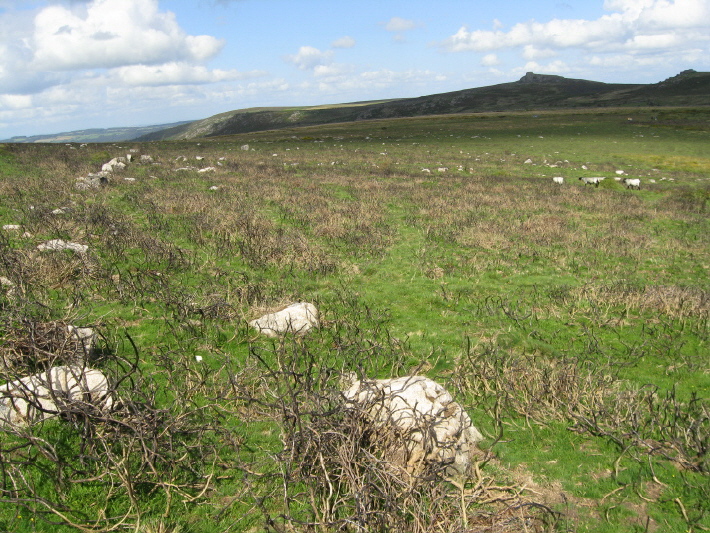 Lower down, looking along a line of stones forming a cross-wall between reaves, view towards the road, and Haytor/Saddle Tor top right.