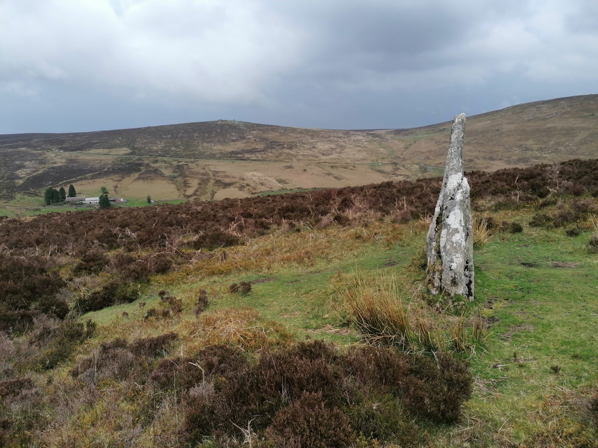 The lovely stone standing at the top of the Challacombe treble row. Viewed looking east, with Grimspound in the dip of the far ridge.