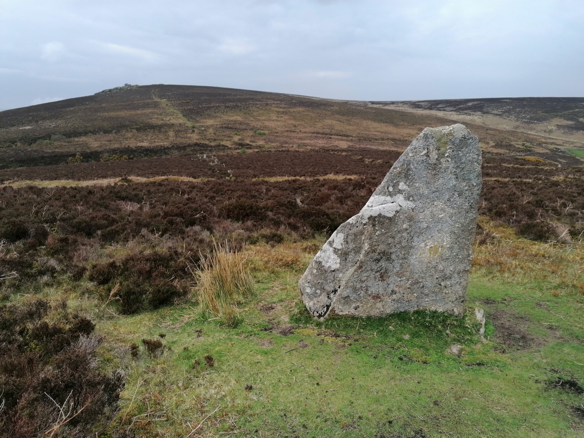 The lovely stone standing at the top of the Challacombe treble row. Viewed looking north down over the stone row and up to Birch Tor beyond