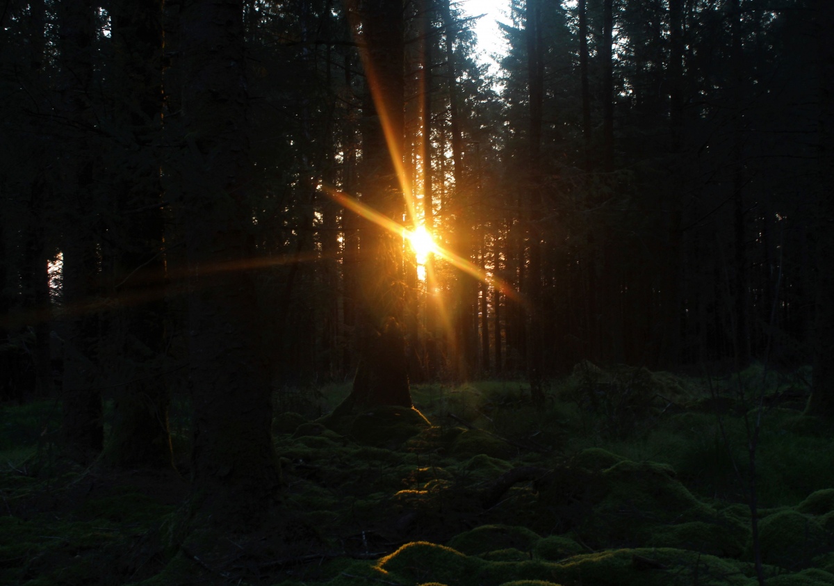 Lost in the forest and the equinox sun rise kicks me in the back. (Just a few hundred meters shy of the Greywethers).