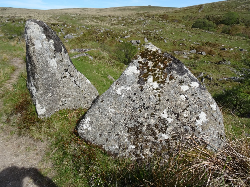 These two huge stones stood beside a trackway leading up the Meavy towards Hart Tor stone rows. (That must be Hart Tor above the stone on R?)  Sandy and Dave were down near the river inspecting a ruin.  Photos show there are a lot of large stones lying around; plenty of building material.
14 May 2019