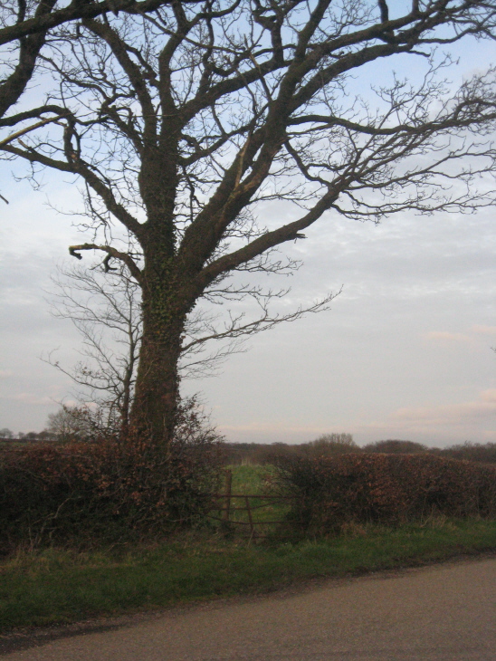 Standing opposite, looking (N) across the Chulmleigh road  to the gate where this barrow lies just inside and to right of the field entrance.  The finger-post for Mouseberry Cross is just right of this view.