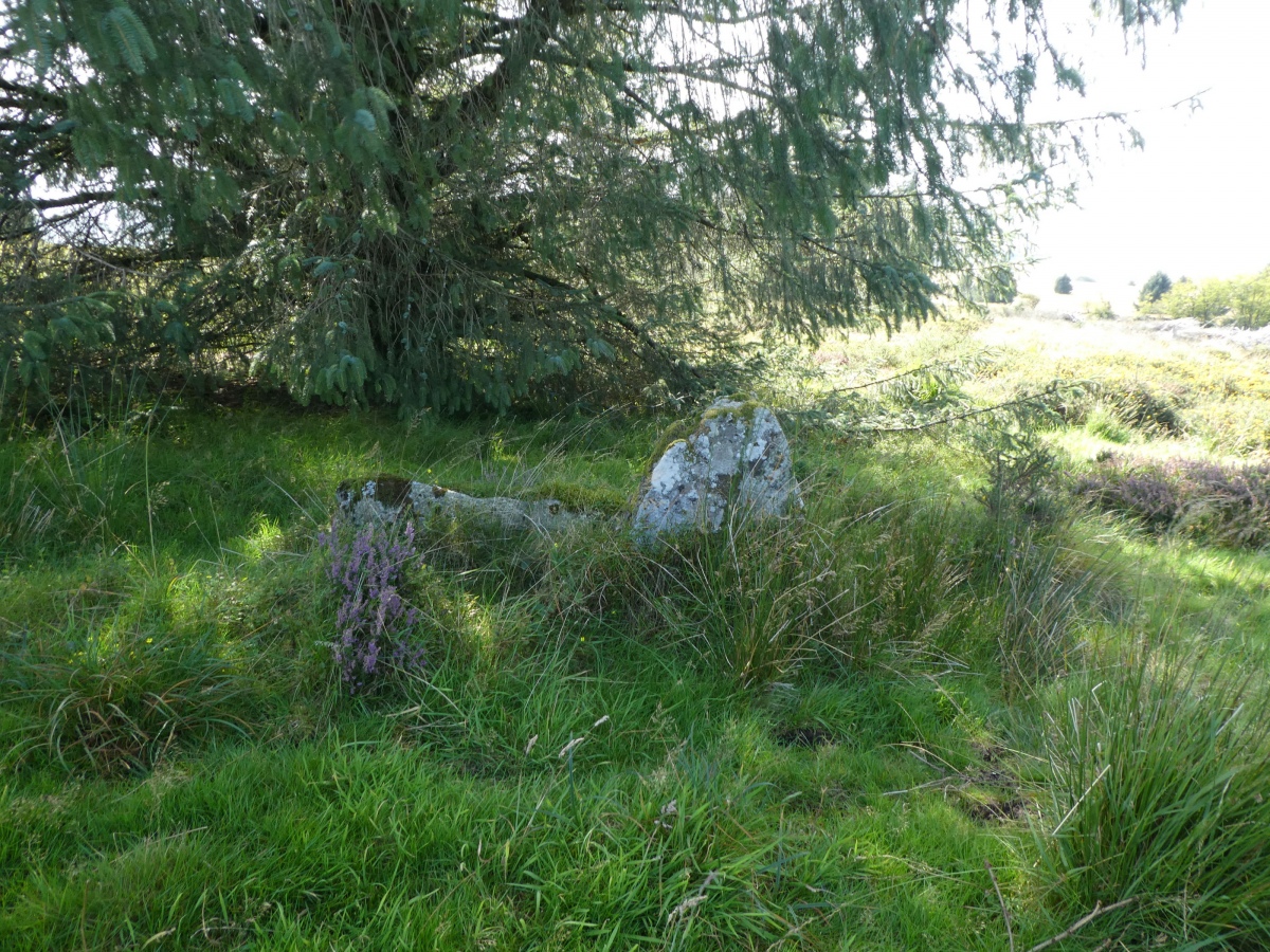 Even with gps I struggled to find what could be considered to be a cairn, although there were several bushy contenders. I suspect that what I found as a couple of side set slabs were its last remains. 