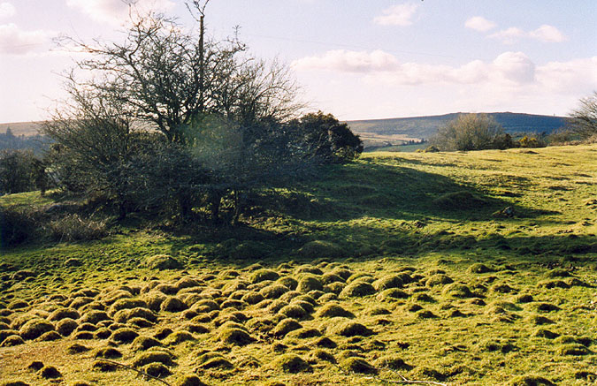 This is the first view of Sherwell Barrow when approaching by the footpath that leads uphill from the hamlet of the same name. (Marked on Ord.Survey map in green, and signposted to Cator, I seem to remember.)  The trees mark the area just in front of where the SE entrance would be, and this area is shown in close-up in other photos to be posted.  Middle right is the barrow ridge.