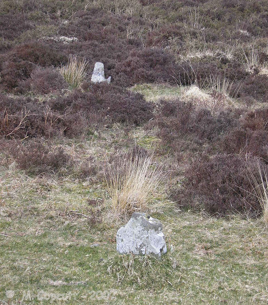 Hoccombe Hill (E) looking uphill to the north, at two of the stones. 