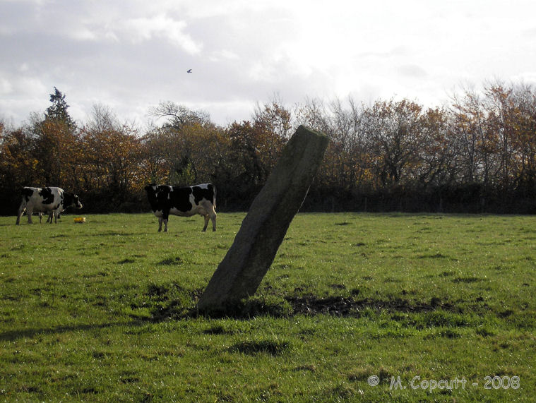 Adworthy Longstone, in a field of cows in deepest Devon. 