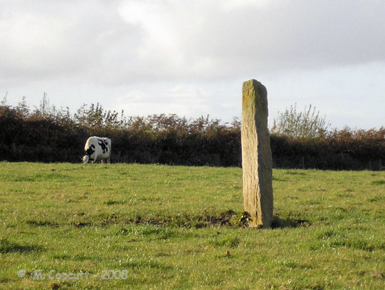 Adworthy Longstone, in a field of cows in deepest Devon. 
