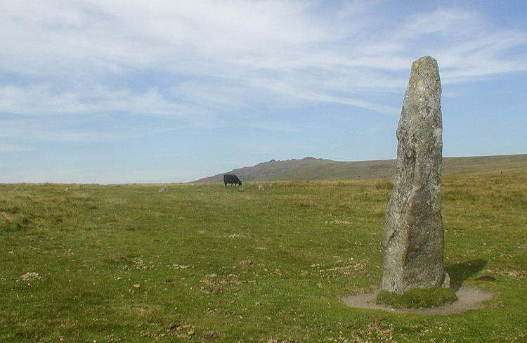 The Merrivale Menhir with the Merrivale Circle in the background where the cow is.