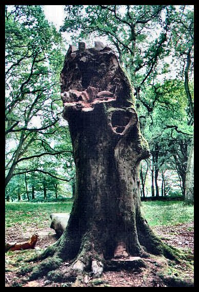 A rather oddly carved old tree near the northern bank.