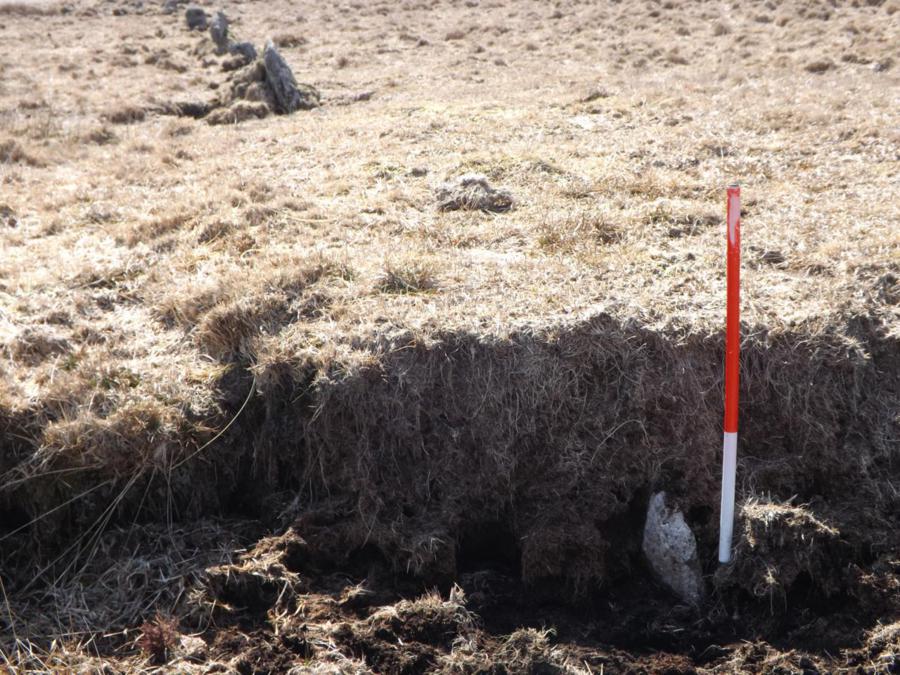 A small stone forming part of the row can be seen peeking out below an isolated patch of deeper peat.  This certainly confirms the considerable antiquity of the row and offers an opportunity for scientific dating. The stones in the background also belong to the row.