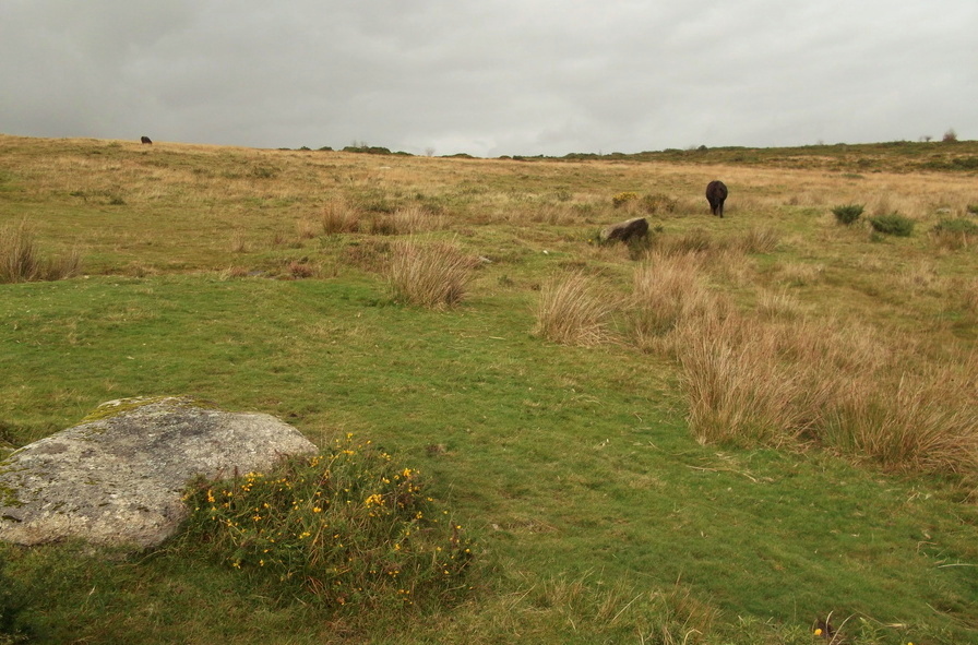 One standing stone and one fallen stone on the inside of the bank at Huccaby Rings Inner.