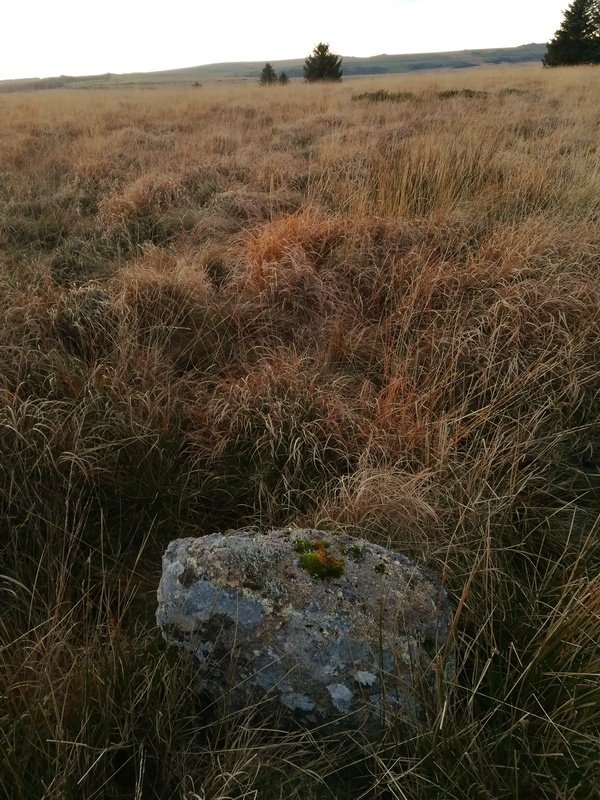 Bellever Tor 3 Cairn and Cist, The last remaining Cairn Circle Stone with the Cist behind