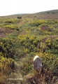 Black Hill Cairn - PID:4882