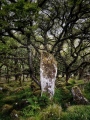 The Druid’s Stone (Wistman’s Wood) - PID:246972
