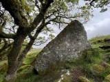 The Druid’s Stone (Wistman’s Wood) - PID:246973