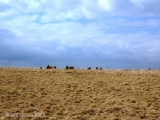 Ringmoor Down stone circle