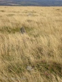 Sticklepath stone circle - PID:45027