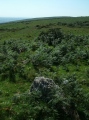 Butterdon Hill Long Cairn - PID:113520