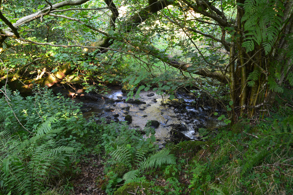 Saffron Well (Barhaugh)