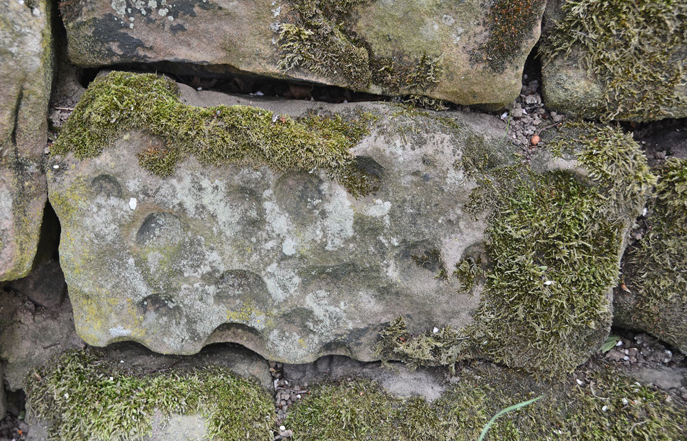 Alnmouth Wall Rock 32