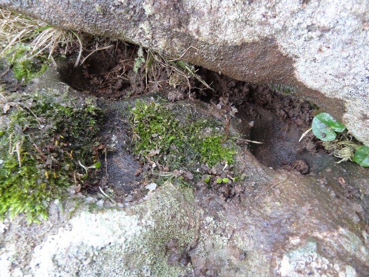 Alnmouth Wall Rock 24