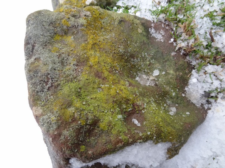 Alnmouth Wall Rock 34