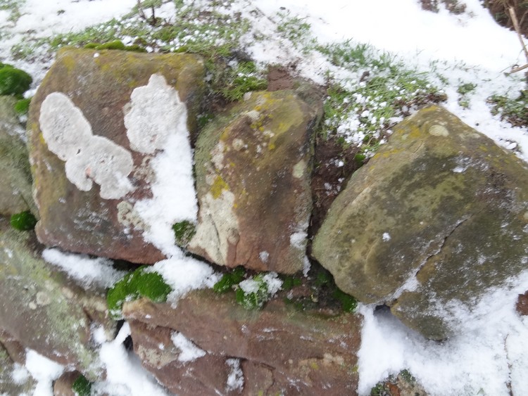 Alnmouth Wall Rock 35