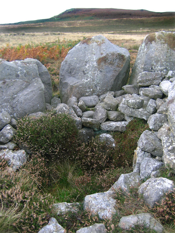 Blawearie cists.
Northumberland
Possibly 5000 years old