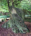 Hoar Stone at Enstone - PID:72339