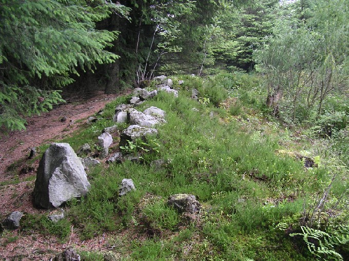Showing the edge of the ring cairn, and the extent of the undergrowth invading the monument.

