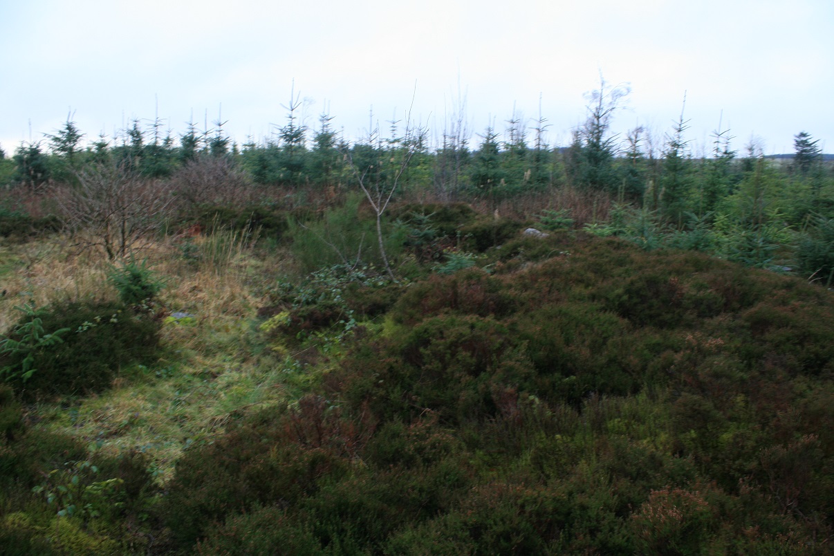 A touch blurry, but the ring cairn curves round here buried beneath the heather.