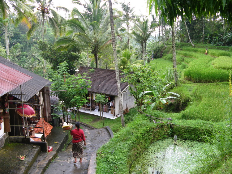 
Walking down to the temple through the tiered paddy fields