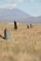 Lake Hoton Standing Grave Stones - PID:75923