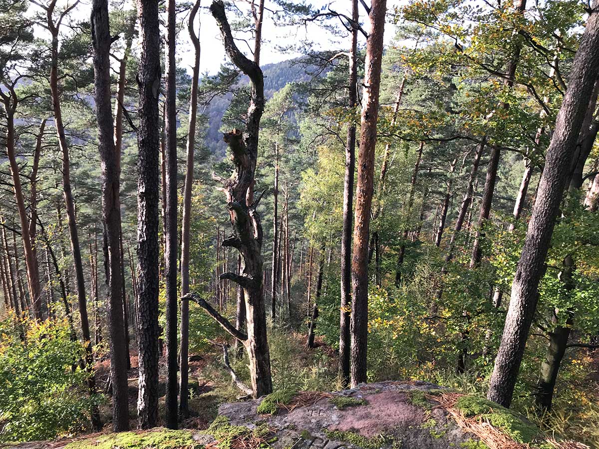 Site in Alsace-Lorraine:Bas-Rhin (67) France.
Steinkopf Polissoir. View from the top..