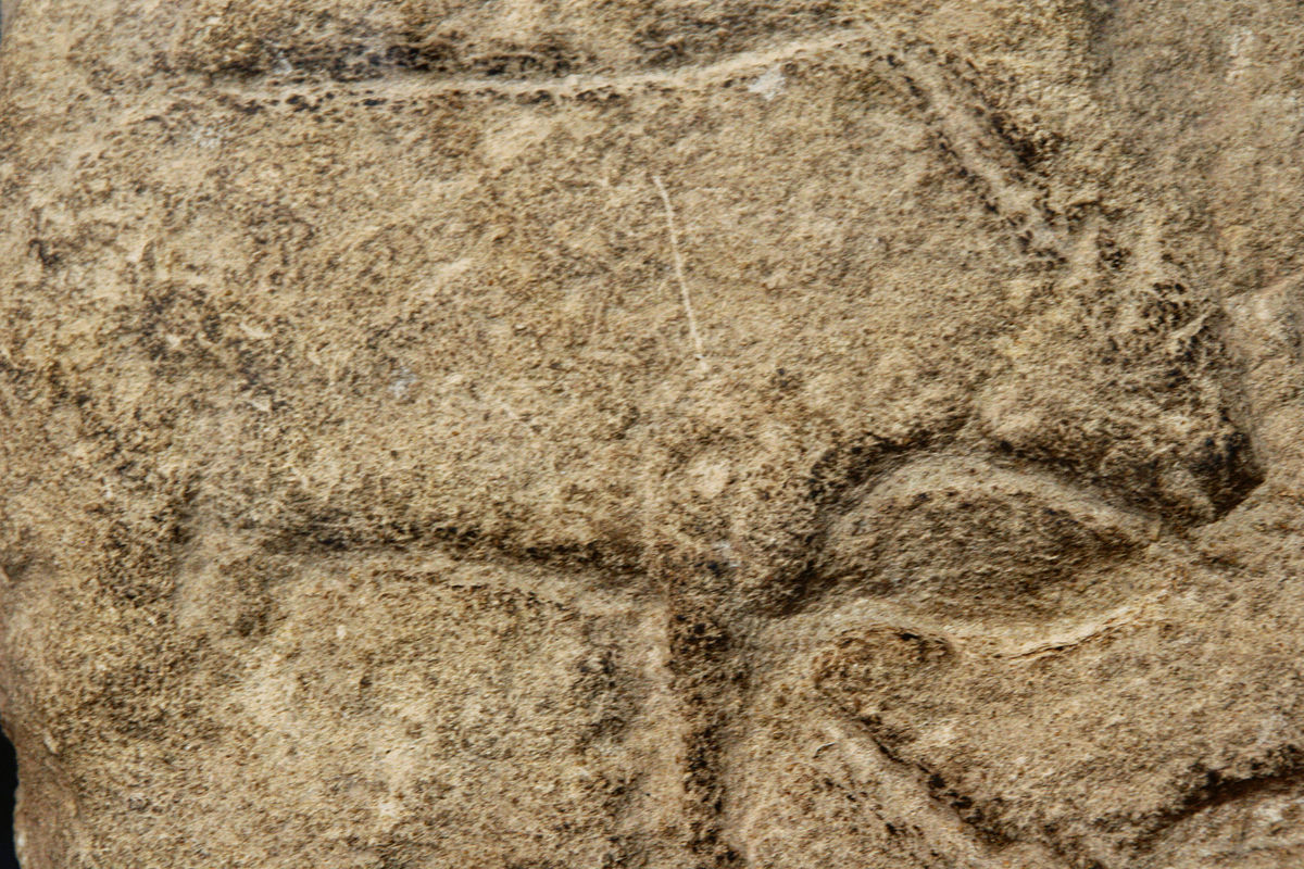 Auroch found in Laugerie Basse rockshelter, Les Eyzies-de-Tayac, Dordogne, France. It can be viewed in the National Prehistory Museum in Les Eyzies-de-Tayac.
Français : Auroch trouvé sous l'abri sous roche de Laugerie-Basse, Les Eyzies-de-Tayac, Dordogne, Aquitaine, France. Photographié au Musée national de Préhistoire aux Eyzies-de-Tayac.

By Sémhur (Own work) [CC BY-SA 4.0-3.0-2.5-2.0-1