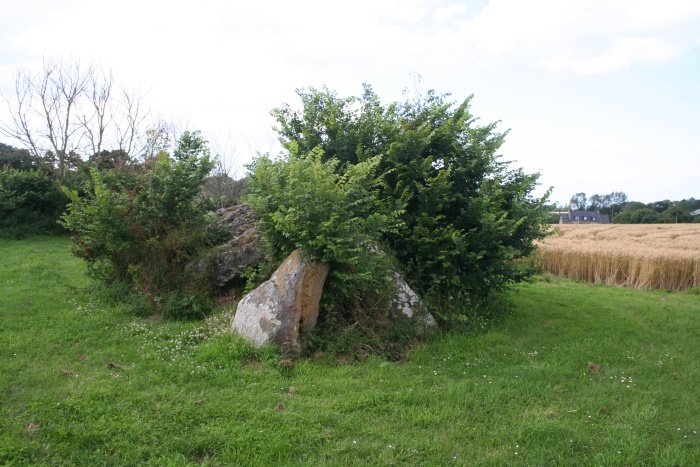Rather overgrown passage grave in the middle of a wheat field.
