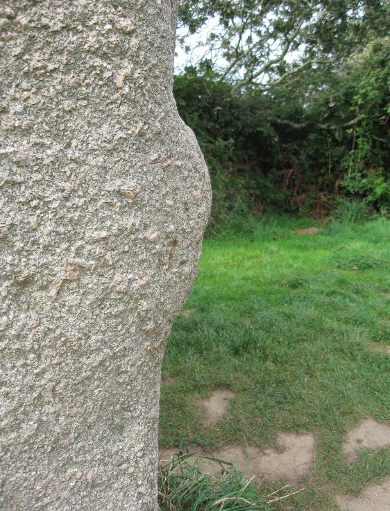 View of the bulge on the side of the menhir