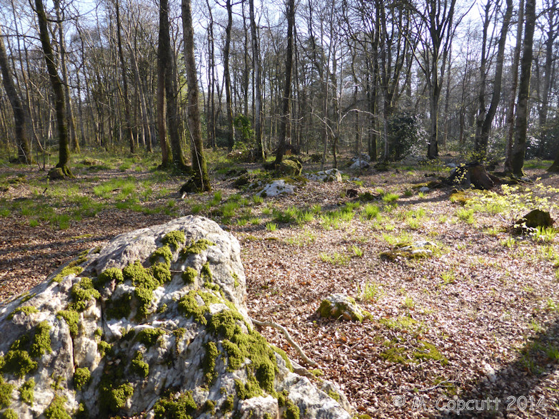 Wander into the delightful ancient woodland, and it is soon seen that the quartz menhir is not alone, being accompanied by a large number of other quartz stones.

It initially looked as if these stones were in several lines, but to be honest they could be fairly randomly positioned, and lines are always going to appear.  