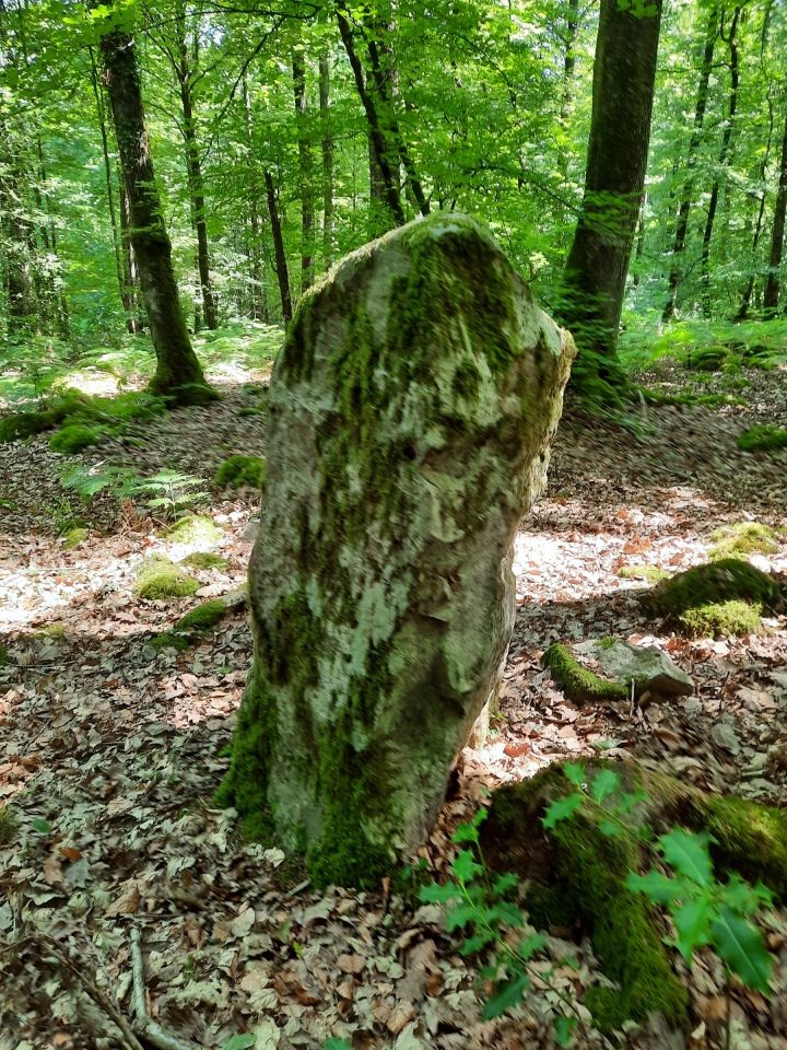 Menhir de la Forêt de Haute-Sève 1