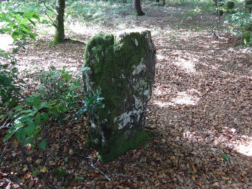 The back side, mainly with moss, Sep.17, 2018