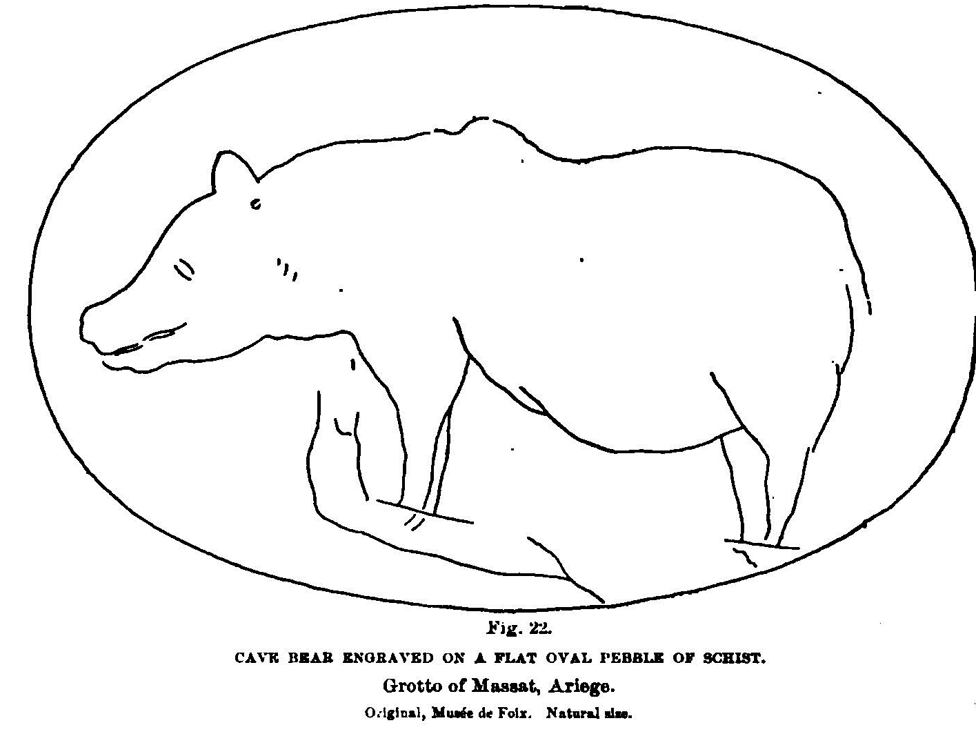 Drawing of a cave bear on a pebble, from Massat, now in the museum, from 