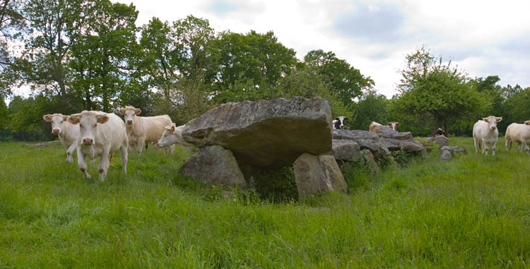 Le Bertiniere 
We met the farmer as we were looking for this site and he waved us through. The bullocks were delighted!